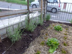 Lavanda e rosmarino