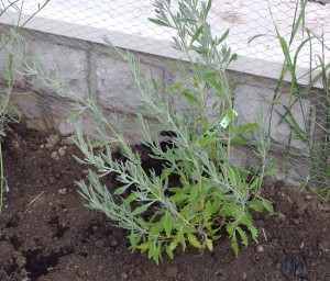 Lavanda seghettata