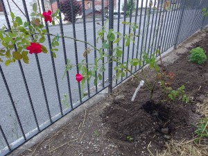 Rosa rossa rampicante tipo Hidelberg